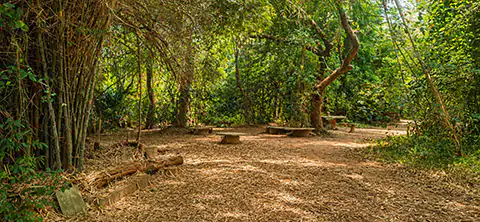 Pitchandikulam Forest in Auroville