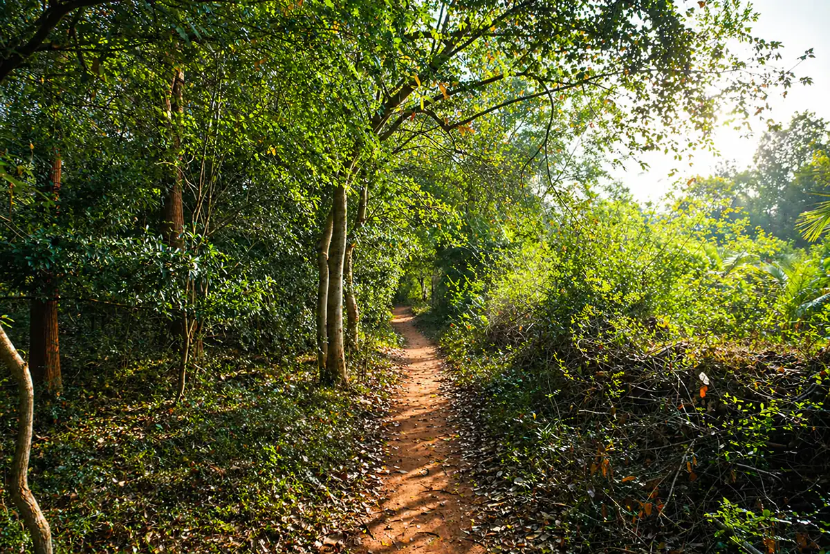 Walking path in nature near Surya Villa in Auroville